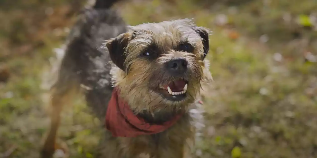 Will Ferrell Is a Dog With a Bone to Pick in New 'Strays' Trailer