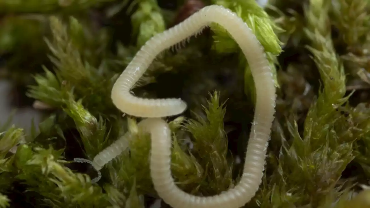 A new millipede species is crawling under L.A. It's blind, glassy and has 486 legs