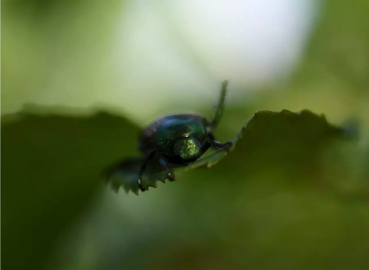 Japanese beetle populations across Colorado remain steady, infected areas spread