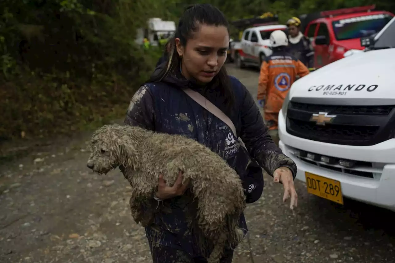 ¿Pueden los animales detectar con anticipación eventos naturales? Esto dice la ciencia