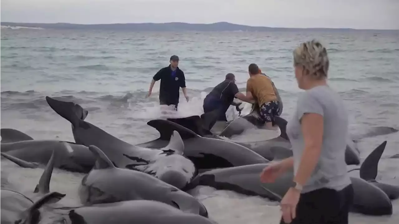 51 pilot whales die in mass stranding on Australian beach