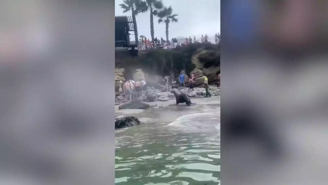 California sea lions charge toward startled beachgoers, emptying busy cove