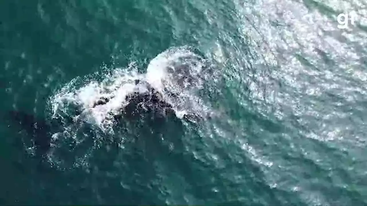 Baleias passam em meio a surfistas em São Conrado; VÍDEO