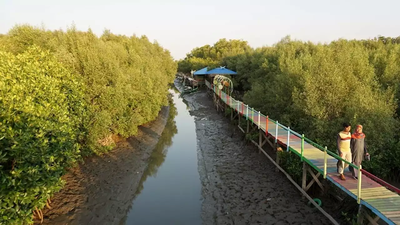 Mangrove Kini Tak Lagi Dianggap Mengganggu