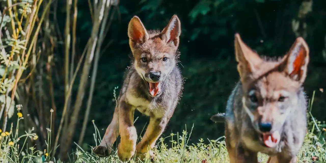 „Akela“ und „Nova“ – diese Wölfe findet wohl jeder süß