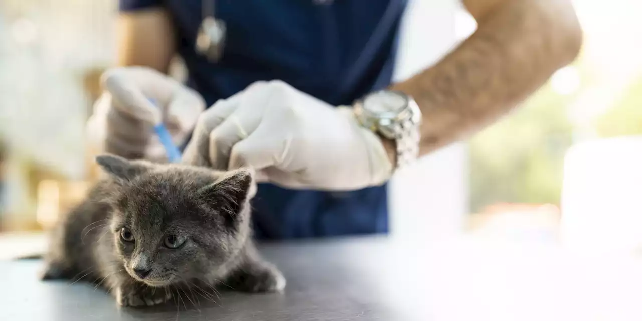 Frau (61) fälscht Arztstempel für Katzen-Impfung