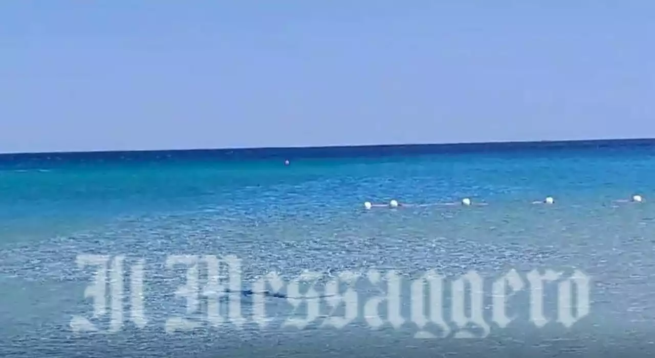 Squalo a Villasimius, panico in spiaggia: «Nuotava vicino alla riva, bambini terrorizzati»