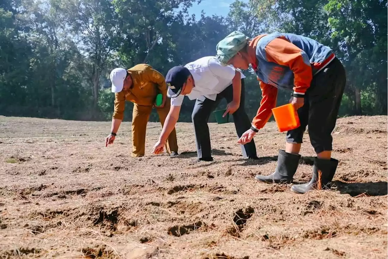 Bupati Humbahas Tanam Jagung Bersama KT Serasi