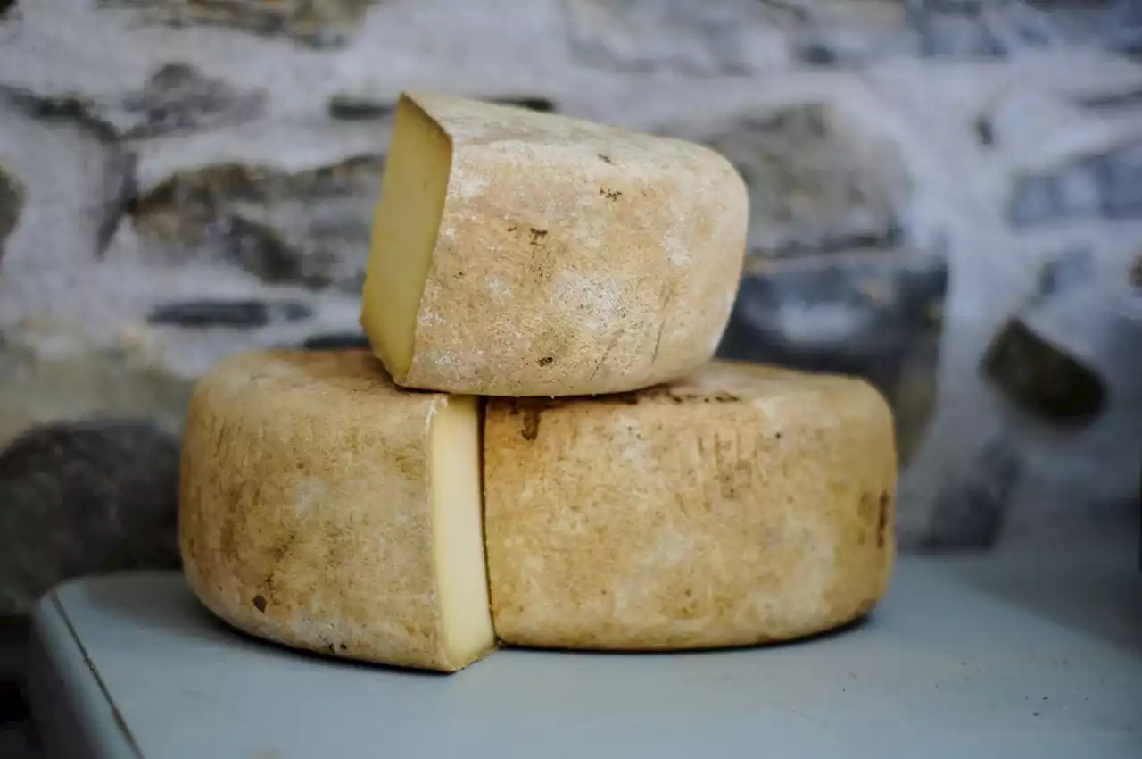 Parmesão, iogurte e chucrute podem ser a chave para evitar a perda de memória; entenda