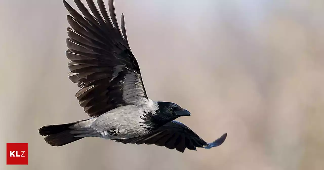 Ornithologe hat beobachtet - Parlament: Jungkrähen haben Spaß beim Steinewerfen