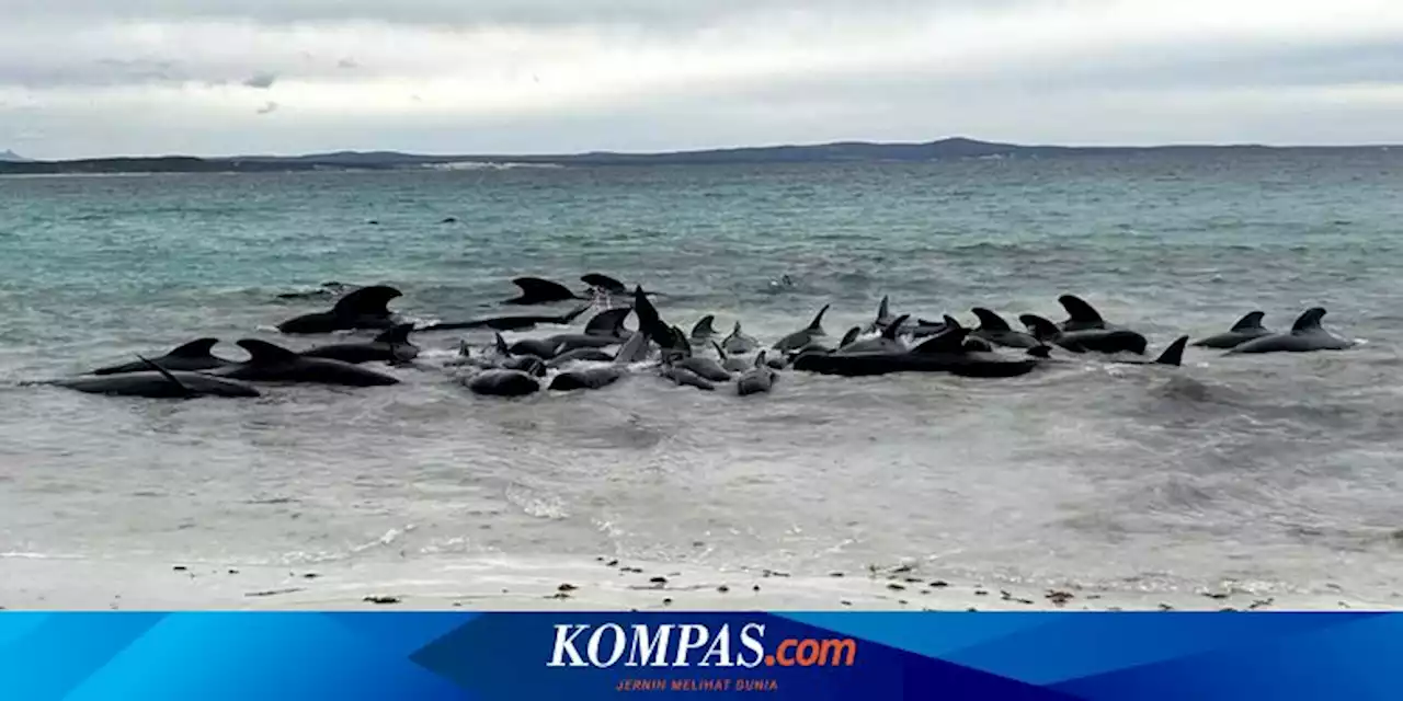 51 Paus Pilot Mati Terdampar di Pantai Australia Barat