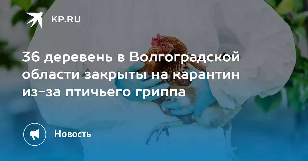 36 деревень в Волгоградской области закрыты на карантин из-за птичьего гриппа