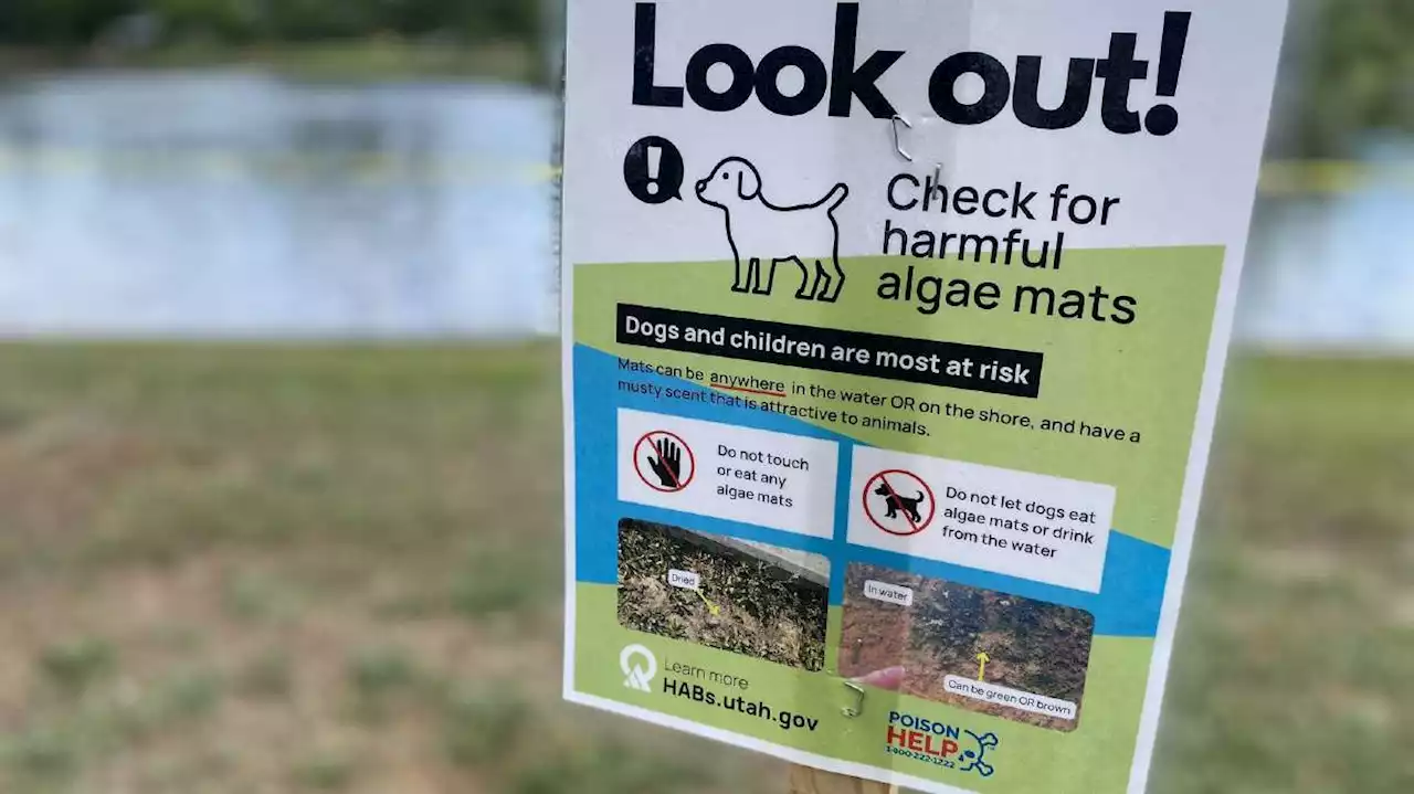 Harmful algal blooms may have killed 30 ducks at Liberty Park, Utah wildlife biologists say