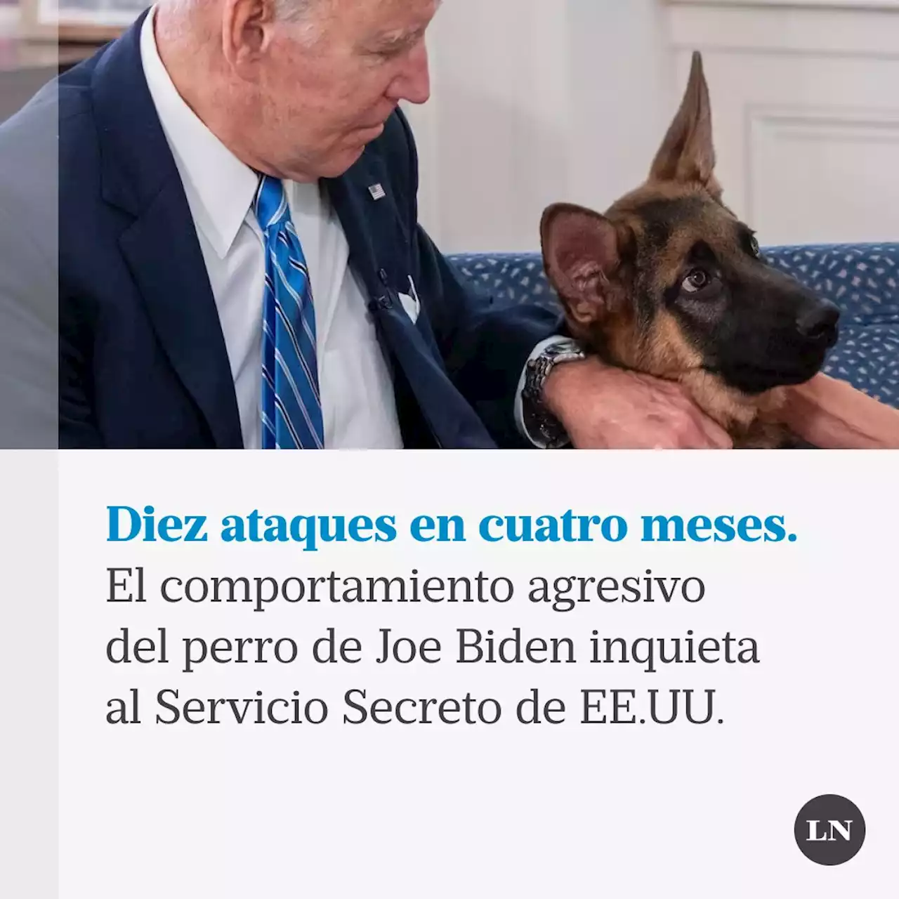 El comportamiento agresivo del perro de Joe Biden inquieta al Servicio Secreto de EE.UU.: protagonizó diez ataques en cuatro meses