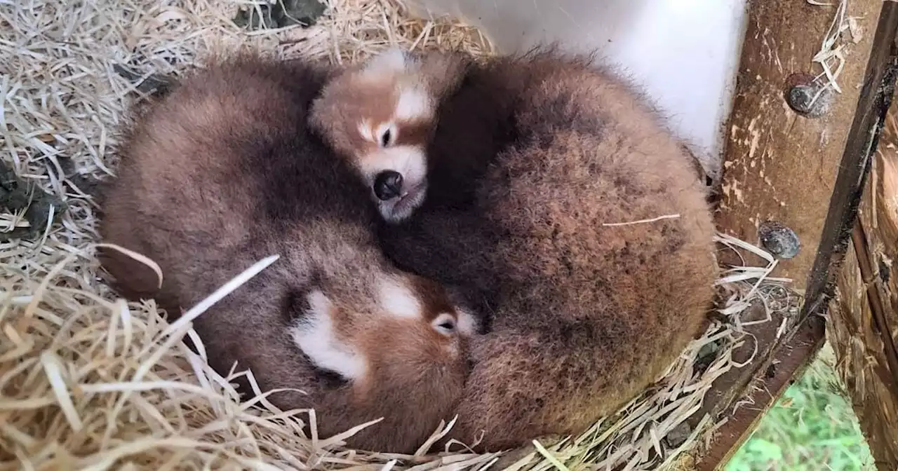 Adorable pair of endangered panda cubs born at Blackpool Zoo