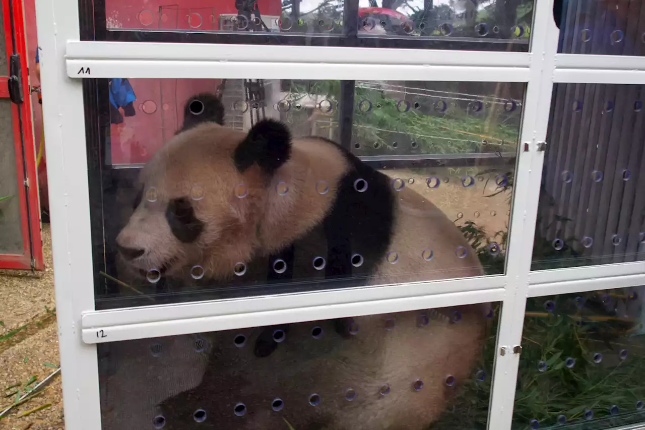 Fond farewell as first France-born panda heads to China