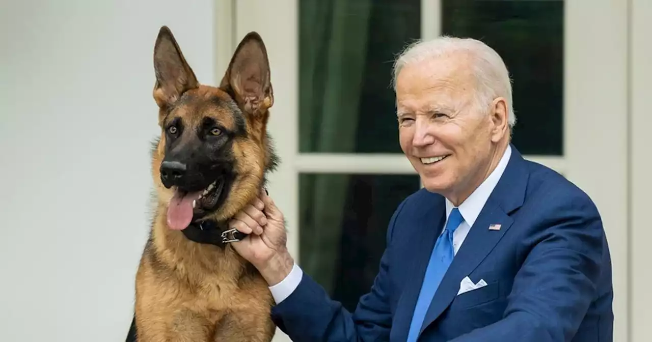 Joe Biden's dog has bitten Secret Service agents 10 times in four months