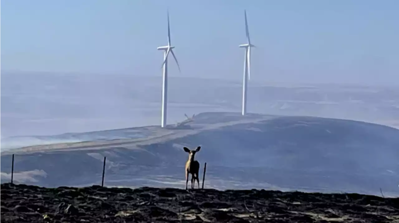 Deer take refuge near wind turbines as fire scorches Washington state land