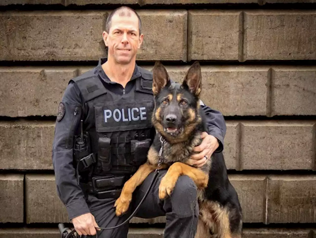 Toronto police dog Bingo shot dead during search for armed suspect