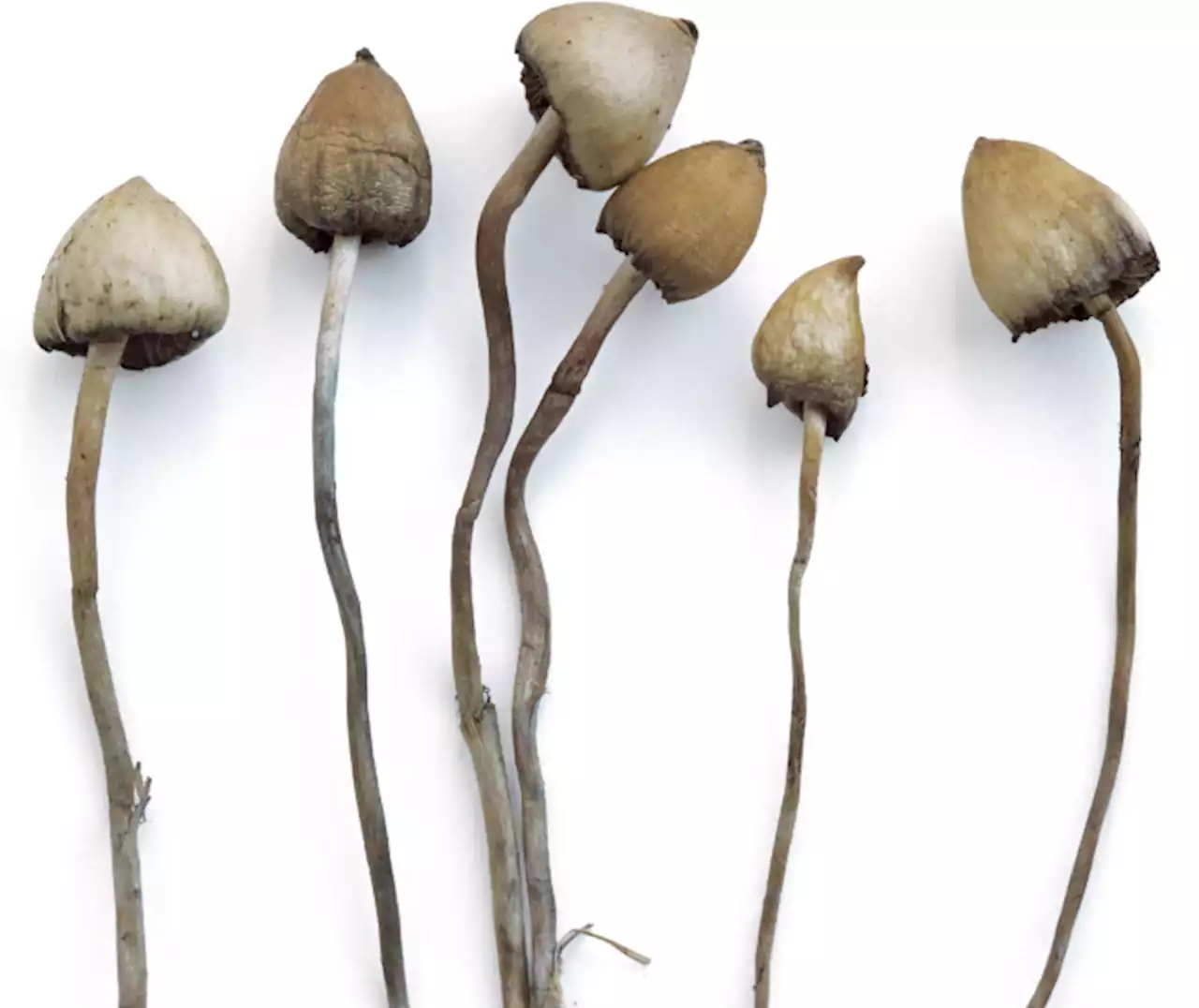 Psilocybin for the treatment of anorexia nervosa - Nature Medicine