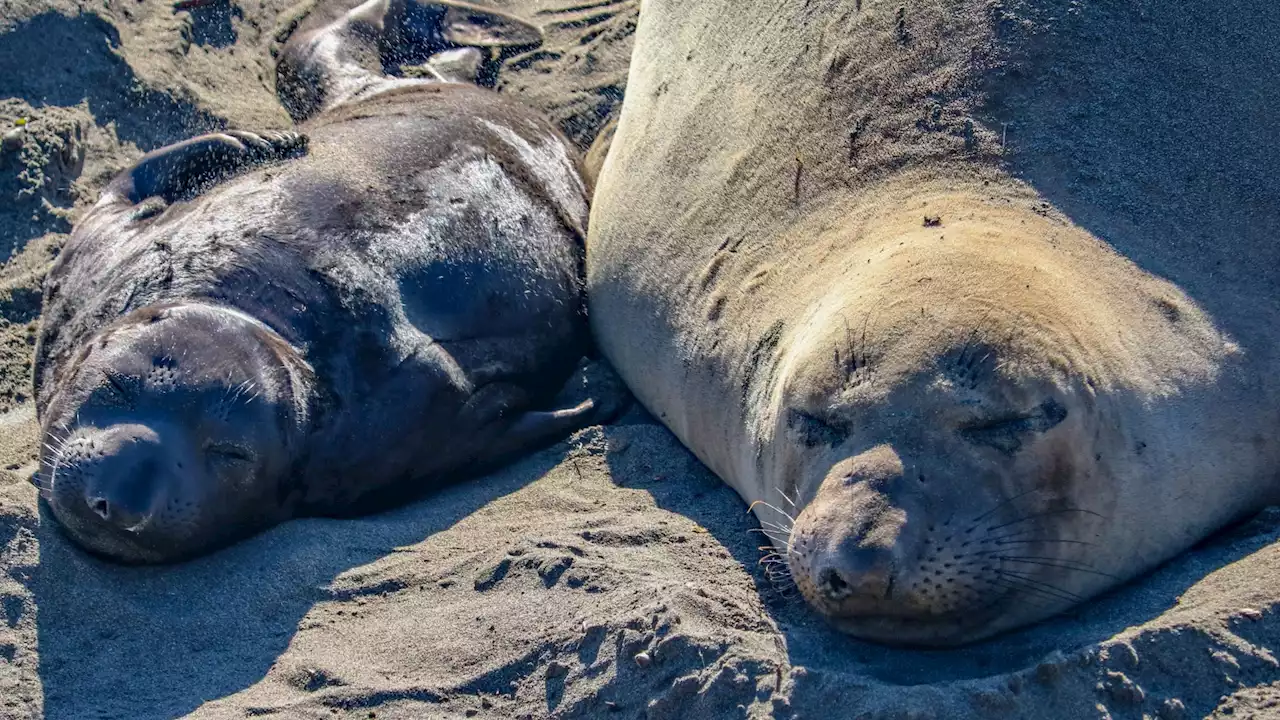 An elephant seal-themed soirée will wriggle ashore at the Aquarium of the Pacific