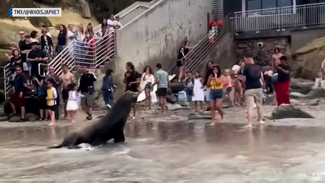 Charging sea lions at La Jolla Cove spark cohabitation debate… again