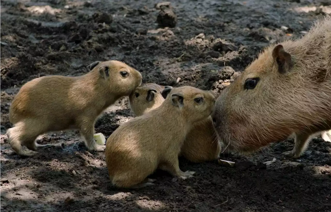 Four Capybara pups born at San Diego Zoo