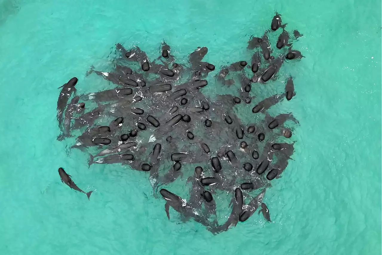 Nearly 100 pilot whales strand themselves on Australian beach and half die, officials say