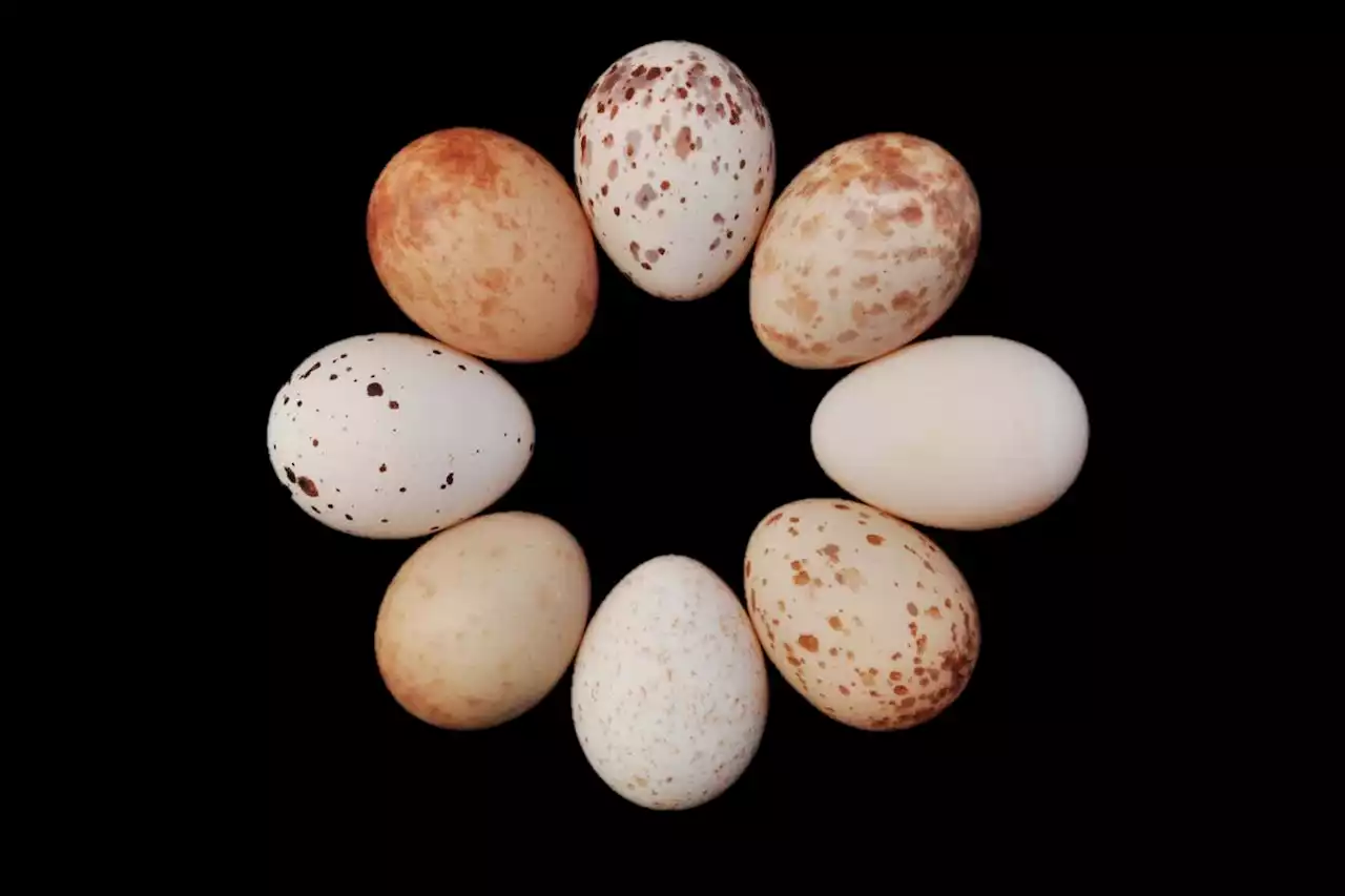 Unique egg patterns help drongos avoid getting duped by cuckoos