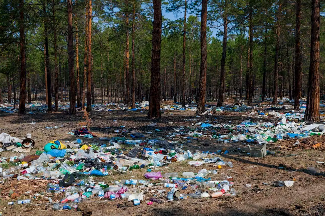 Wood-munching fungi can break down common type of plastic