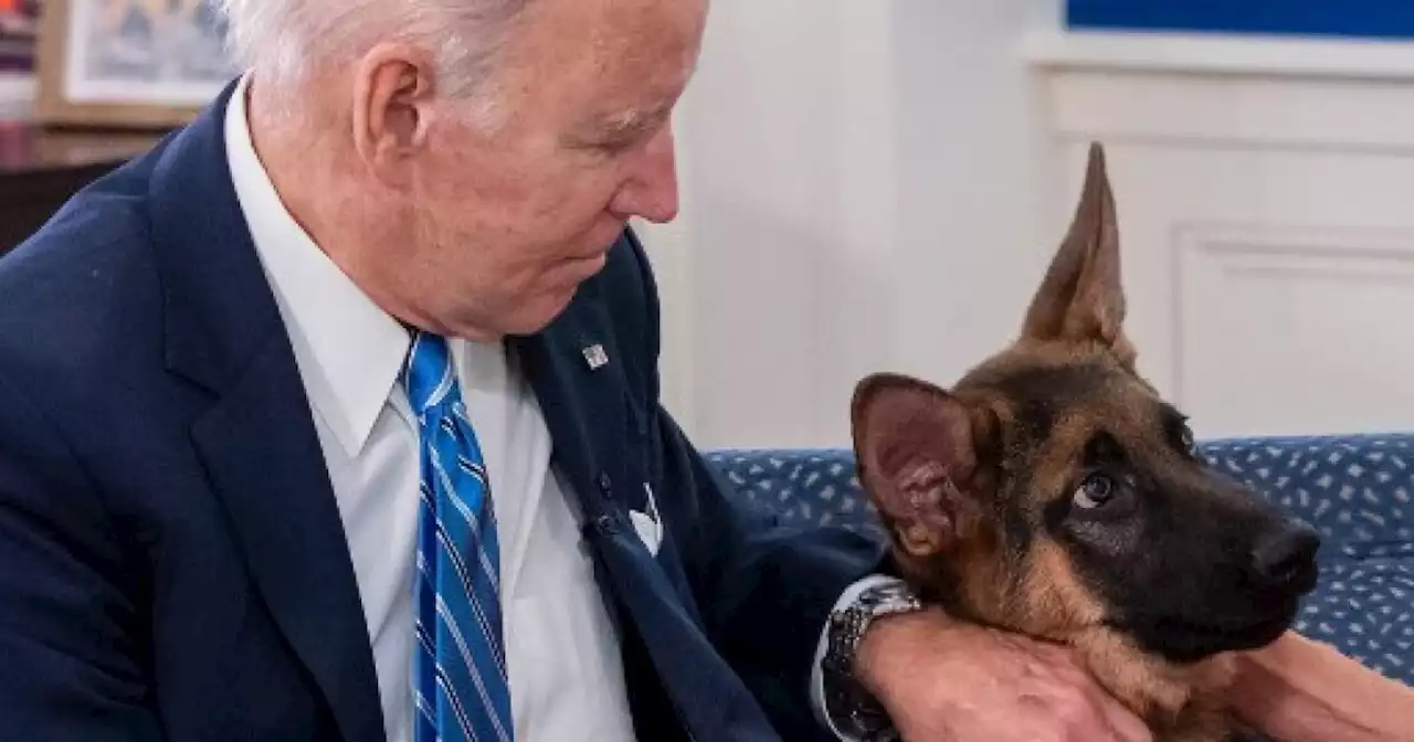 Perro de Joe Biden causa problemas en la Casa Blanca tras morder a varios funcionarios