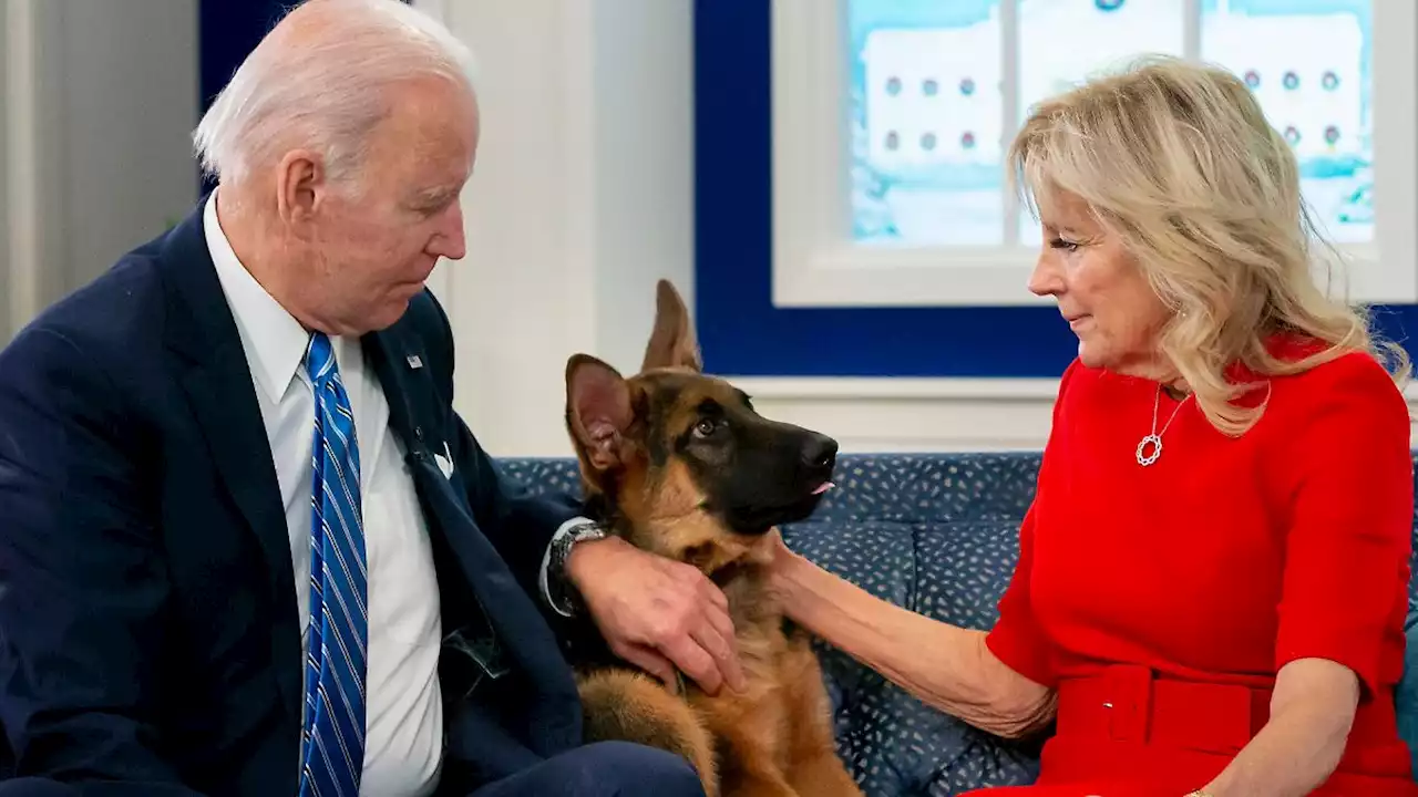 Bidens Hund beißt Bidens Beschützer