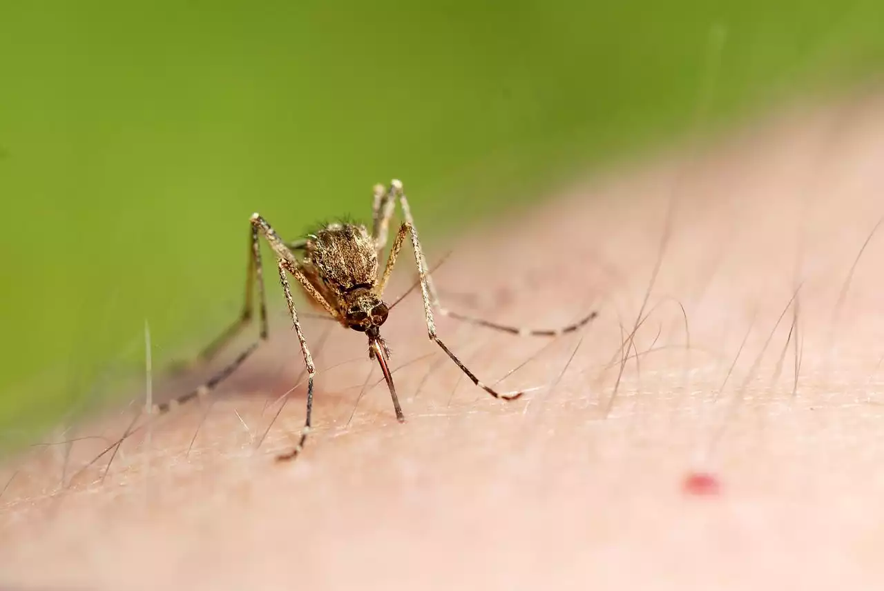 Two more West Nile virus cases confirmed in Cumberland County