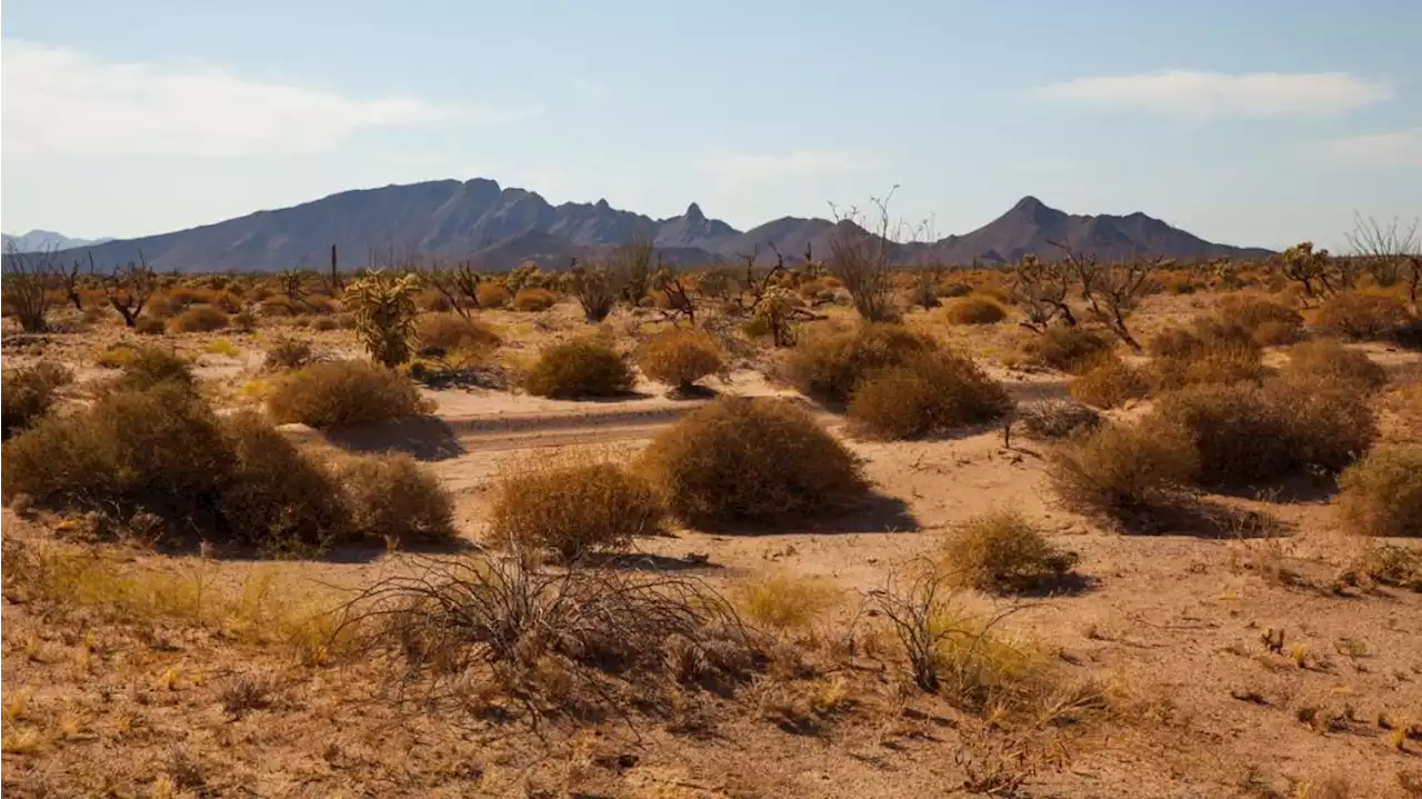 Cómo es del desierto de Sonora: 10 datos sobre el infierno donde la temperatura llegó a los 80 grados