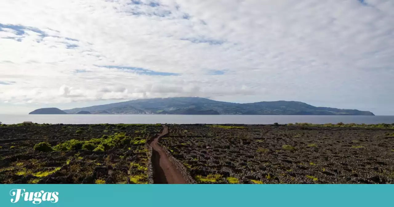 Vindimas: produção de vinho vai aumentar em 2023, Açores esperam super-recuperação