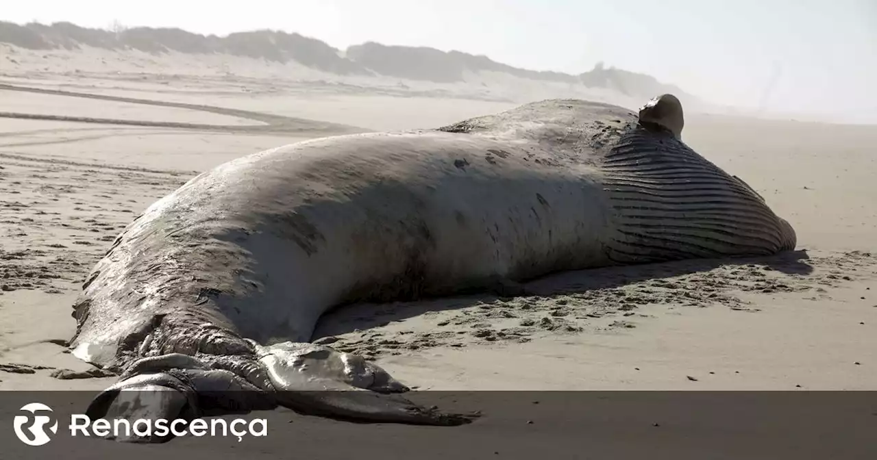 Mais de 50 baleias-piloto morreram depois de encalharem numa praia na Austrália - Renascença