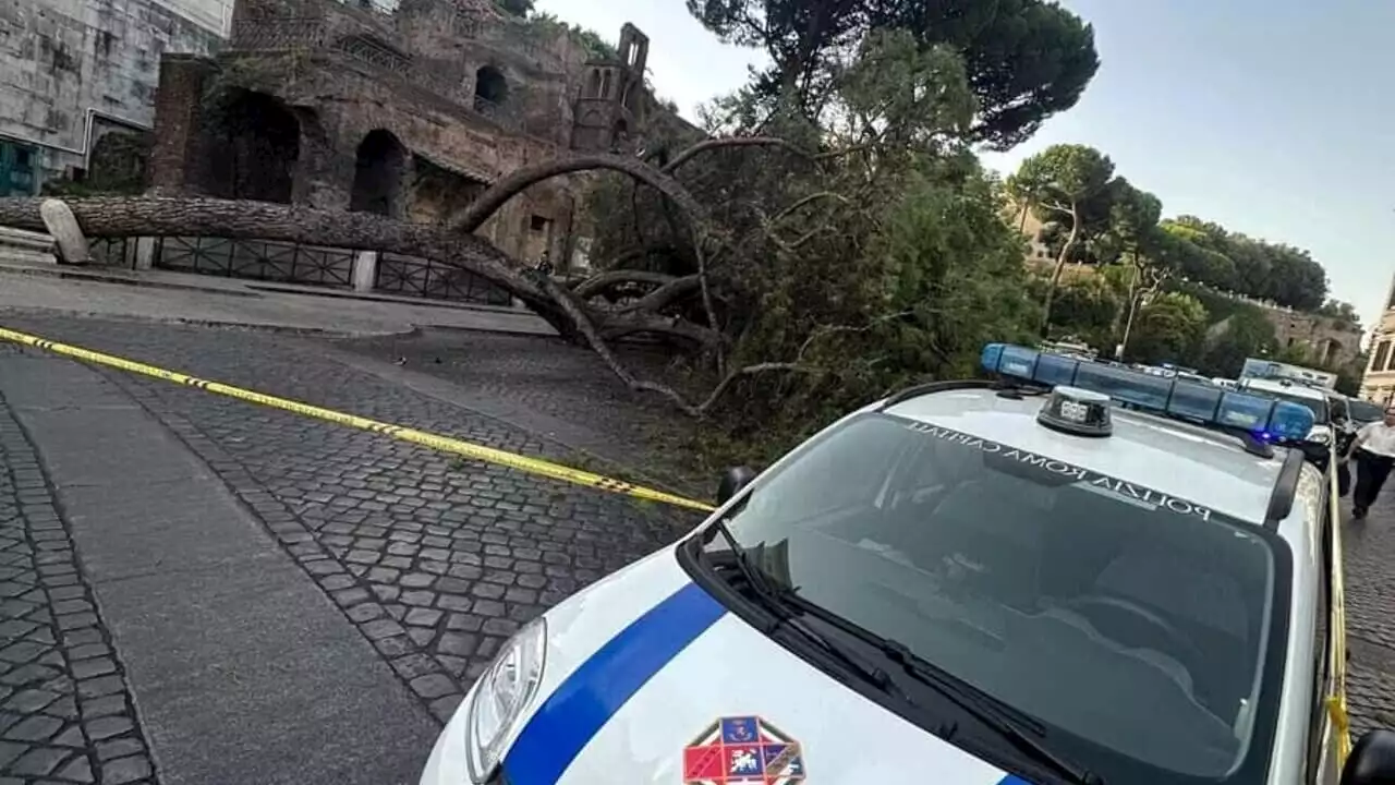 Addio a tre pini e un cipresso in piazza San Marco: al via abbattimento urgente