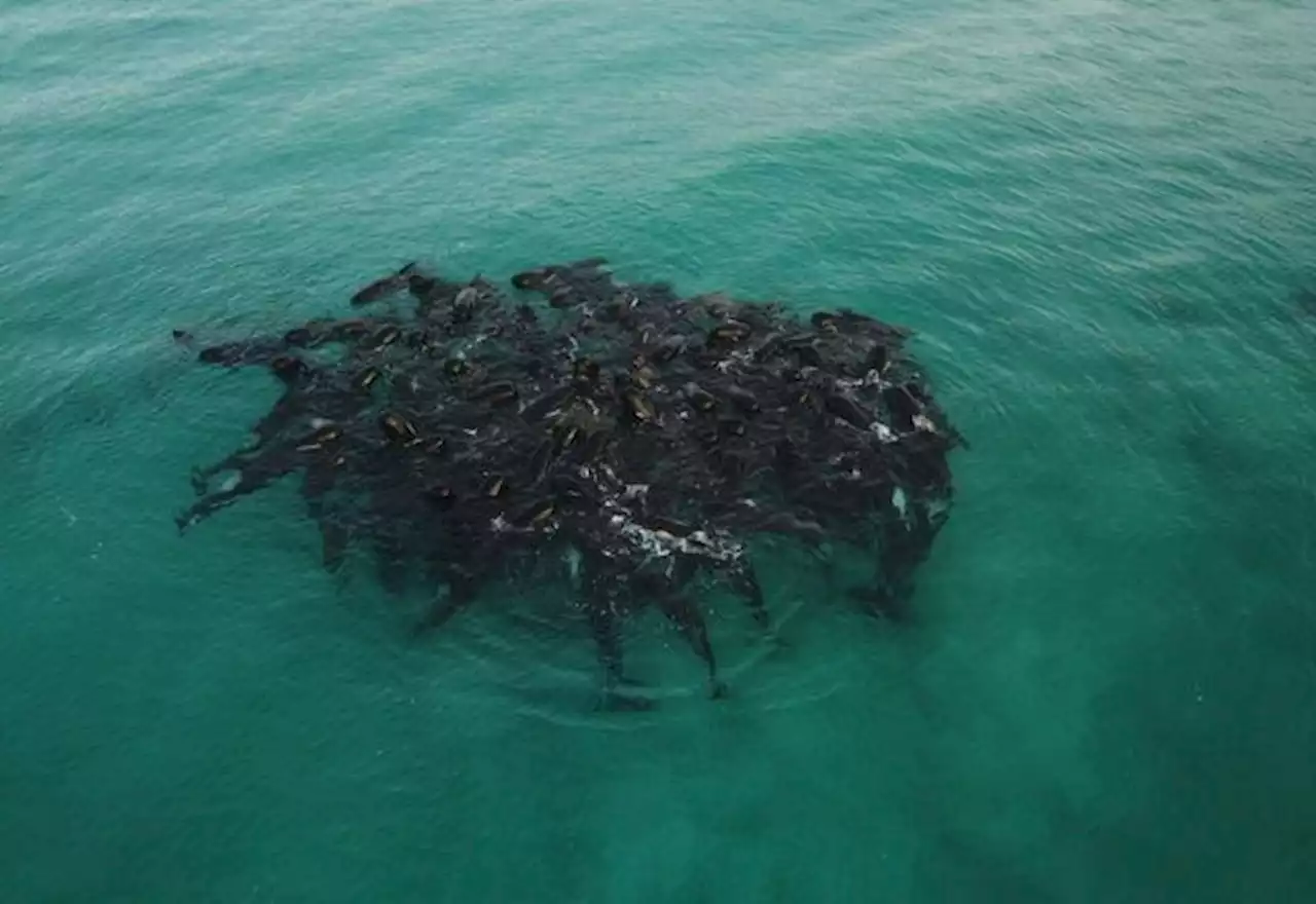 Mais de 50 de baleias-piloto morrem após encalharem em praia na Austrália - SBT News