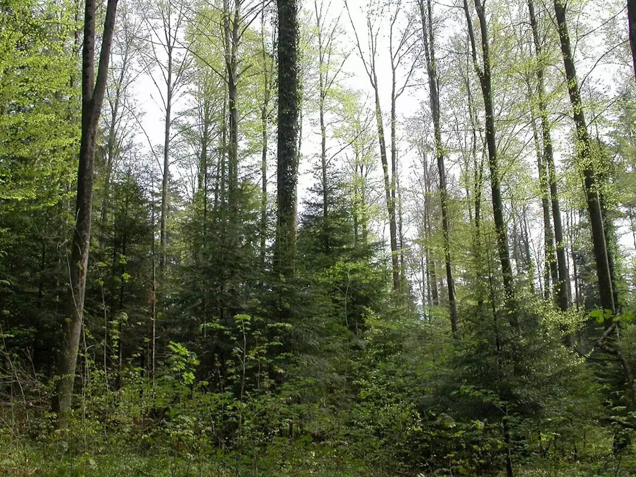 Post: Wald in Thüringen und Pflanzenkohle in Maienfeld