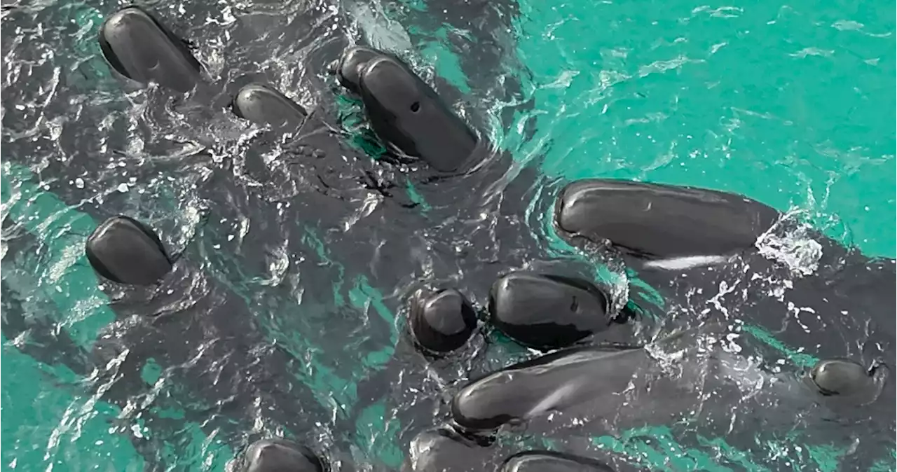 VIDEOS: 100 ballenas piloto quedan varadas en una playa de Australia y la mitad muere