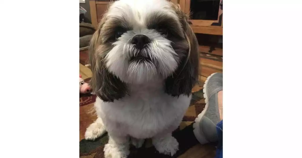 Utah woman carjacked with dog still in vehicle; stolen Shih Tzu remains missing