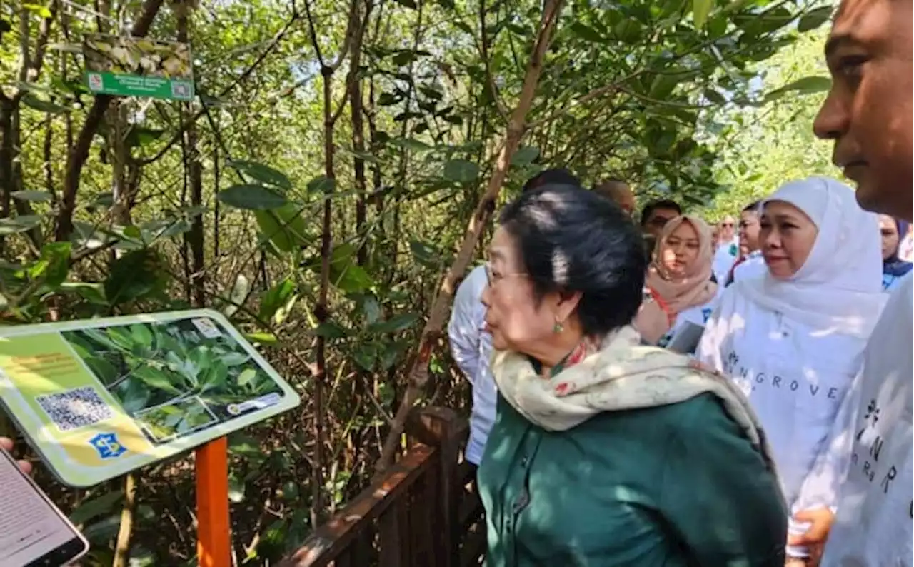 Kebun Raya Mangrove di Surabaya Diresmikan, Ini Pesan Megawati