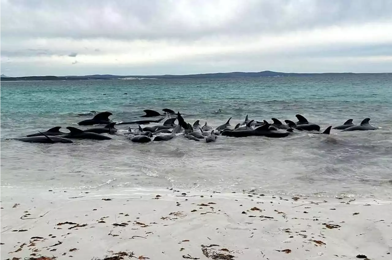 51 whales dead after beaching in Western Australia