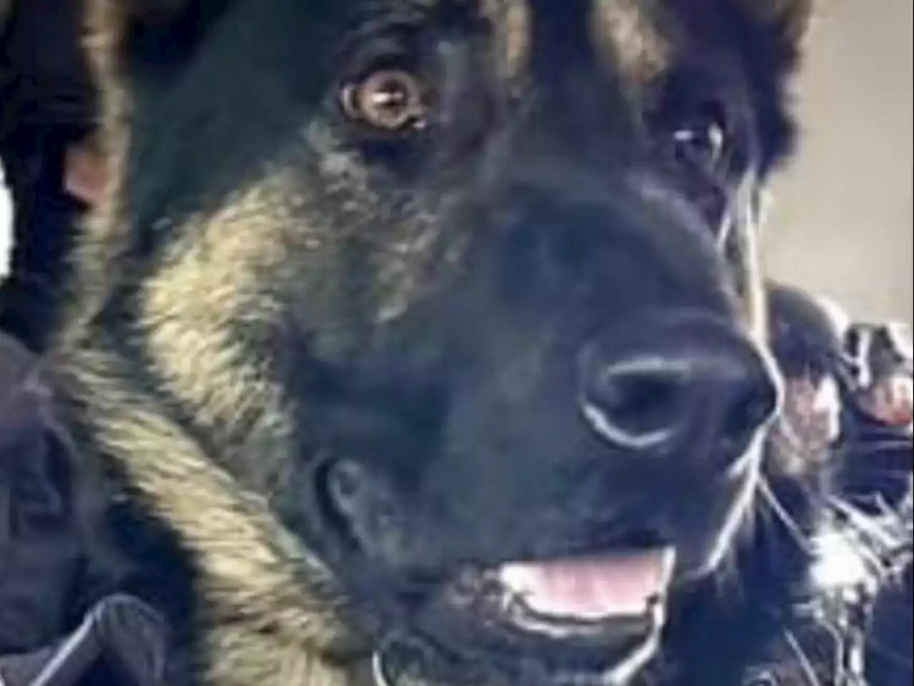 Toronto Police K9 shot dead during search for suspect in Etobicoke