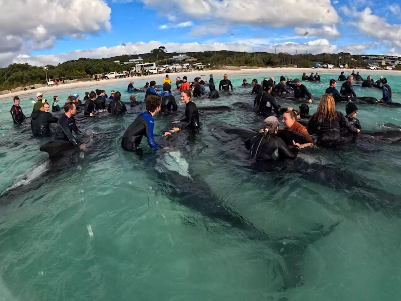 Volunteers working frantically to save 100 beached whales in Australia