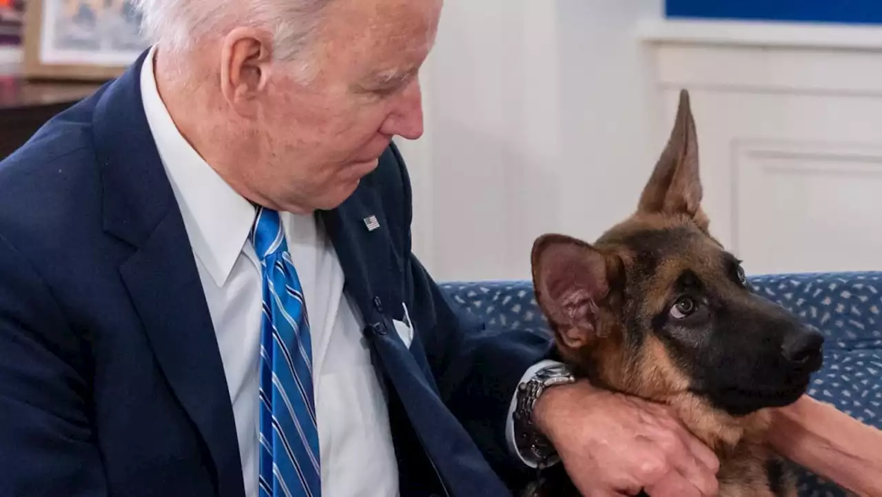 From White House to doghouse: Biden pet Commander accused of biting