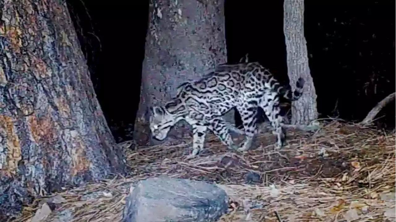 Lil' Jefe lives: Arizona's only known ocelot caught on camera