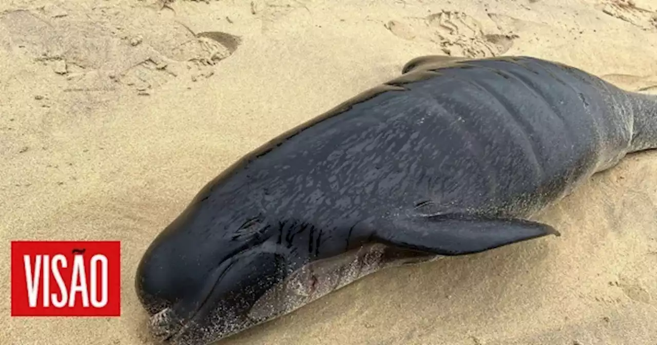 Visão | Morrem 51 baleias-piloto depois de encalhar numa praia do sudoeste da Austrália