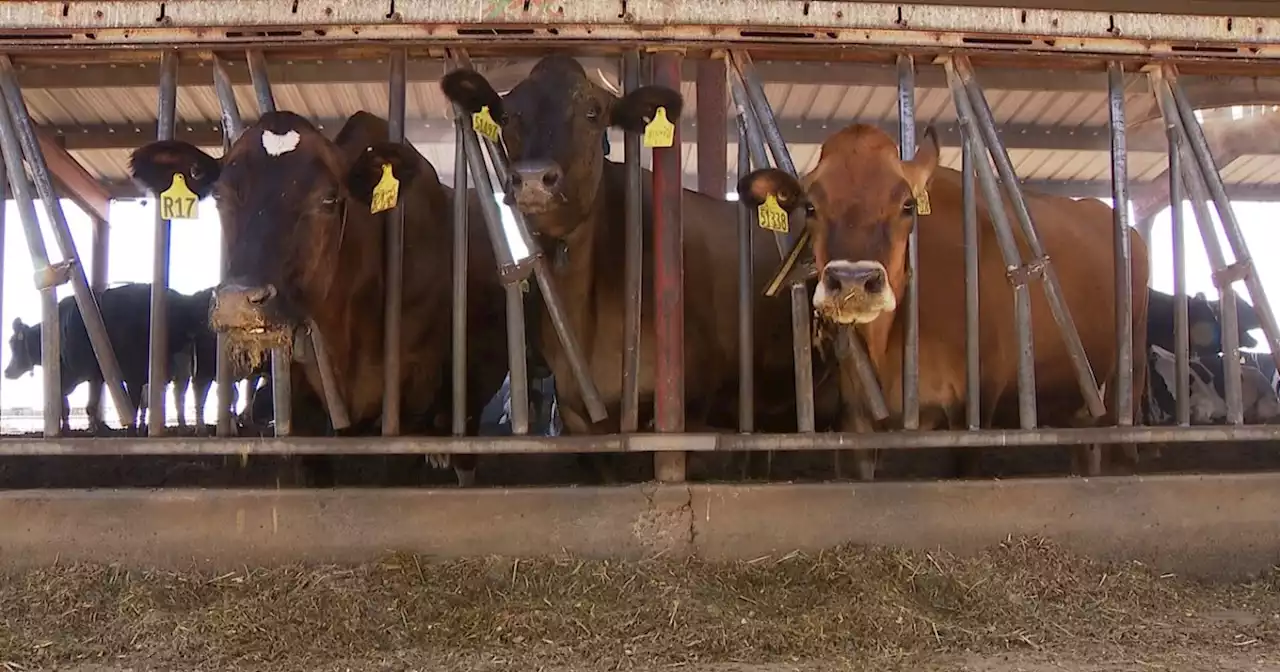 Inside look at how Arizona dairy famers keep cows cool during summer months