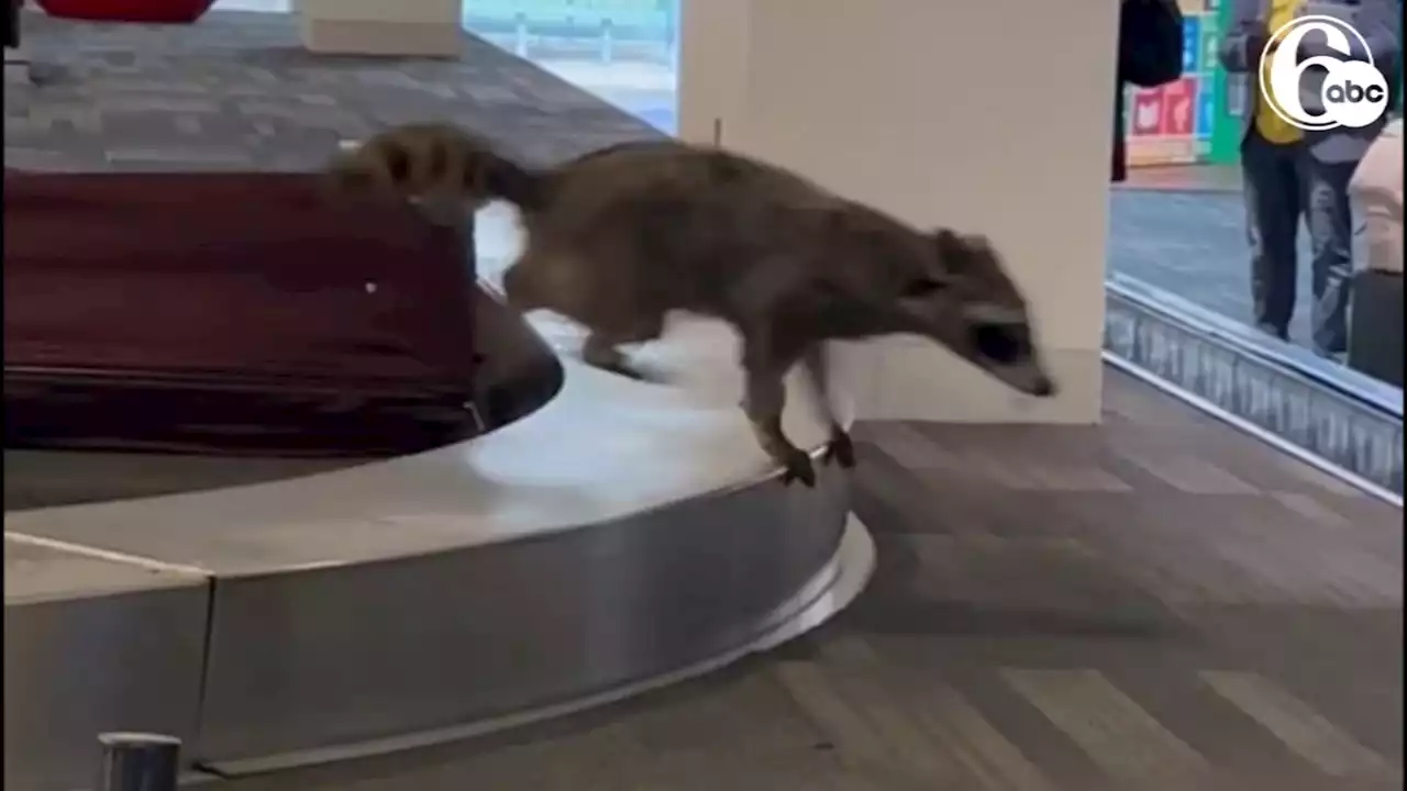 Raccoon runs rampant through Philadelphia airport at baggage claim